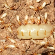 白蚁繁殖高峰期 四招可保居家远离白蚁危害