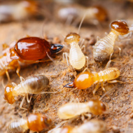 珠海市30万元以上工程将进行强制性白蚁预防处理