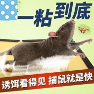 如何使用粘鼠板成功灭鼠？