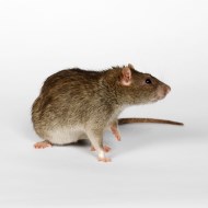 食品工厂如何进行老鼠防治？