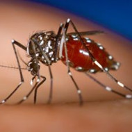 蚊子喜欢叮咬哪些人？