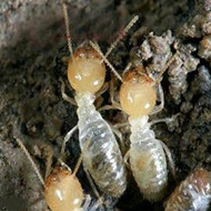 白蚁与蚂蚁的区别？