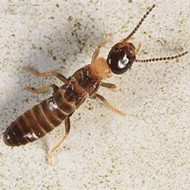 白蚁猖獗期 用杀虫剂喷杀或将使其扩散