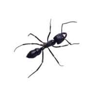 蚂蚁来了 酒店管理者能做些什么