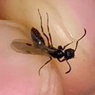 家里出现的带翅膀的虫子都是白蚁吗？