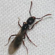 厂房内部灭蝇灯粘纸上的“蚂蚁”居然是吃肉的